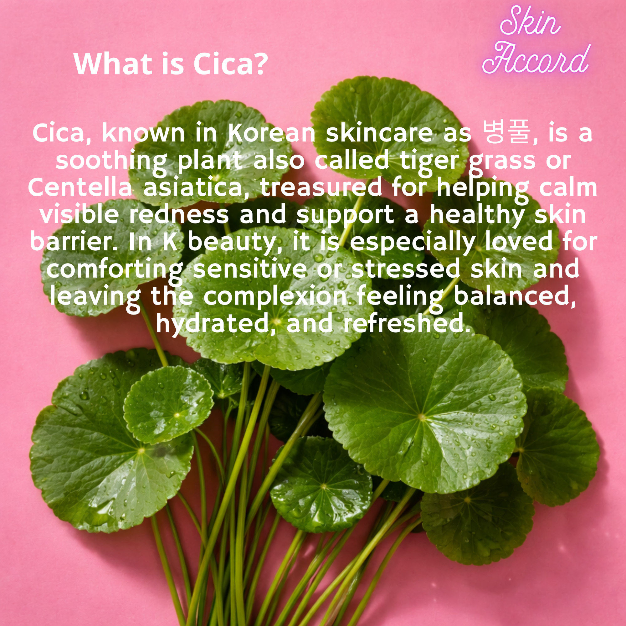Cica plant leaves on a pink background with text about Cica skincare benefits.